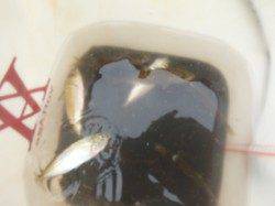 【豆アジ釣れすぎです！】アジュール舞子ＲＴ