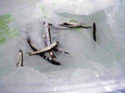 ファミリーフィッシングに♪ 泉大津RT1日朝