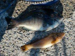 【釣れすぎハネ♪♪】南芦屋浜リアルタイム