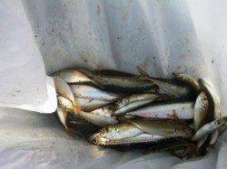 貝塚人工島と食コンりある