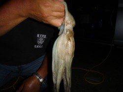 夜の兵突のタチウオ君！