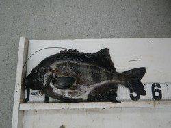 見老津　地磯で小粒ウニを使用してイシダイ57cm