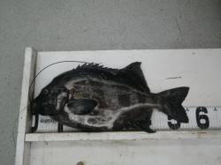 見老津　地磯で小粒ウニを使用してイシダイ5…