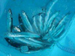 【楽しい小物釣り♪】南芦屋浜リアルタイム