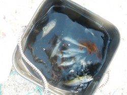 豆アジにタコも♪ 泉大津RT 13日あさ