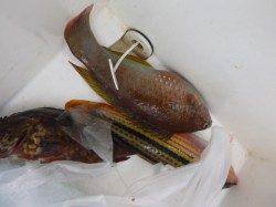 神戸空港ＲＴ　飛ばしサビキいけそう