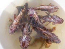 空港でアコウ、小野浜でイワシなど