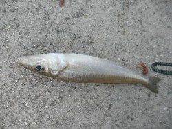 夏空には「投げキス」でしょ！