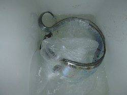 夜の兵突タチウオ情報！