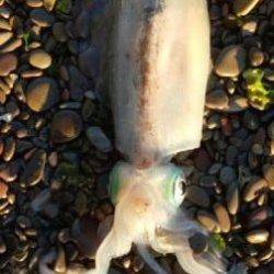 泉南エギング釣行♪