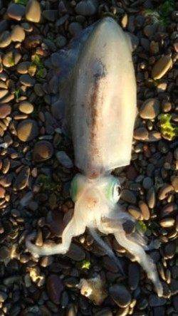 泉南エギング釣行♪