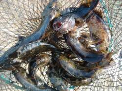 【今日もいいぞ!!】南芦屋浜リアルタイム