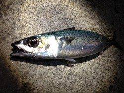 ついにゲット!アジュール舞子の大サバ!!