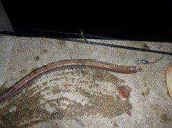 夜の兵突エンジョイフィッシング！