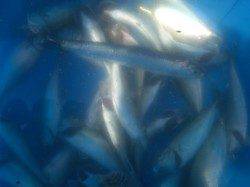 須磨のﾖｯﾄﾊｰﾊﾞｰ横の波止で豆アジが