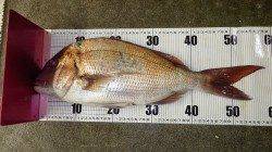 みなべ地磯　マダイ58cmの釣果