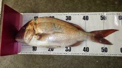 みなべ地磯　マダイ58cmの釣果