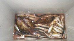 芳養漁港　サビキ＆ズボ釣りでアジ・サバ・ガシラのキッズ釣果