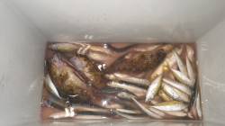 芳養漁港　サビキ＆ズボ釣りでアジ・サバ・ガ…