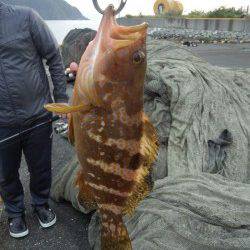 千歳　ルアーでアコウ！瀬崎でのシーバス狙いは不発