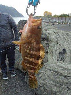 千歳　ルアーでアコウ！瀬崎でのシーバス狙いは不発