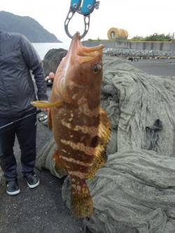 千歳　ルアーでアコウ！瀬崎でのシーバス狙い…