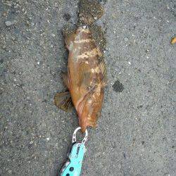 千歳　ルアーでアコウ！瀬崎でのシーバス狙いは不発