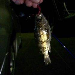 阿納~犬熊 メバリングでメバル2匹&タケノコメバル1匹