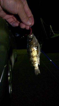 阿納~犬熊 メバリングでメバル2匹&タケノコメバル1匹