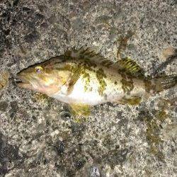 阿納~犬熊 メバリングでメバル2匹&タケノコメバル1匹