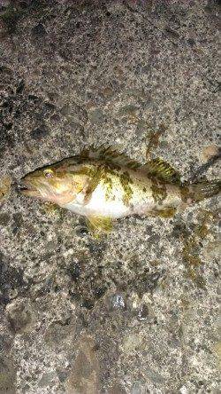 阿納~犬熊 メバリングでメバル2匹&タケノコメバル1匹