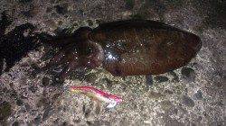 阿納～犬熊　ナイトエギングでコウイカ1kg2ハイ☆