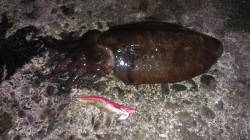 阿納～犬熊　ナイトエギングでコウイカ1kg…