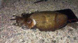 阿納～犬熊　ナイトエギングでコウイカ1kg2ハイ☆