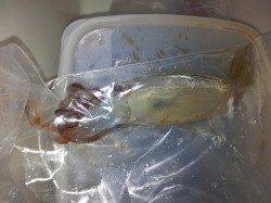 アジュール舞子　ウキ釣りでスルメイカ3バイ　釣り場は多くの人で賑わう