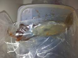 アジュール舞子　ウキ釣りでスルメイカ3バイ…