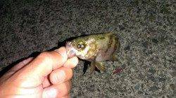 小浜エリアでのメバリング、魚影が薄かった・・・