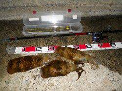 神谷漁港　ヤエンでアオリイカ900・800・500g　工場波止での釣果☆