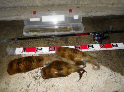 神谷漁港　ヤエンでアオリイカ900・800…