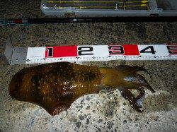 神谷漁港　ヤエンでアオリイカ900・800・500g　工場波止での釣果☆