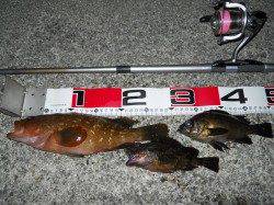 貝塚人工島へ夜のエビ撒き、良型のアコウGET★