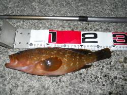 貝塚人工島へ夜のエビ撒き、良型のアコウGE…