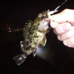 大蔵海岸でのメバリング釣行【5日夜】