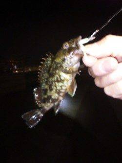 大蔵海岸でのメバリング釣行【5日夜】