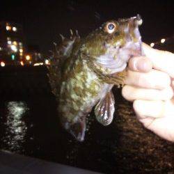 大蔵海岸でのメバリング釣行【5日夜】