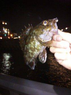 大蔵海岸でのメバリング釣行【5日夜】