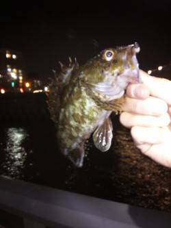 大蔵海岸でのメバリング釣行【5日夜】