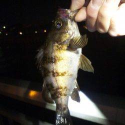 大蔵海岸　メバリングで梅雨メバル18＆12cm2匹☆