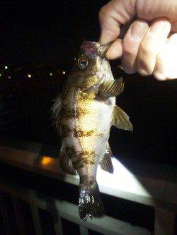 大蔵海岸　メバリングで梅雨メバル18＆12cm2匹☆