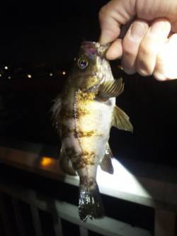 大蔵海岸　メバリングで梅雨メバル18＆12…